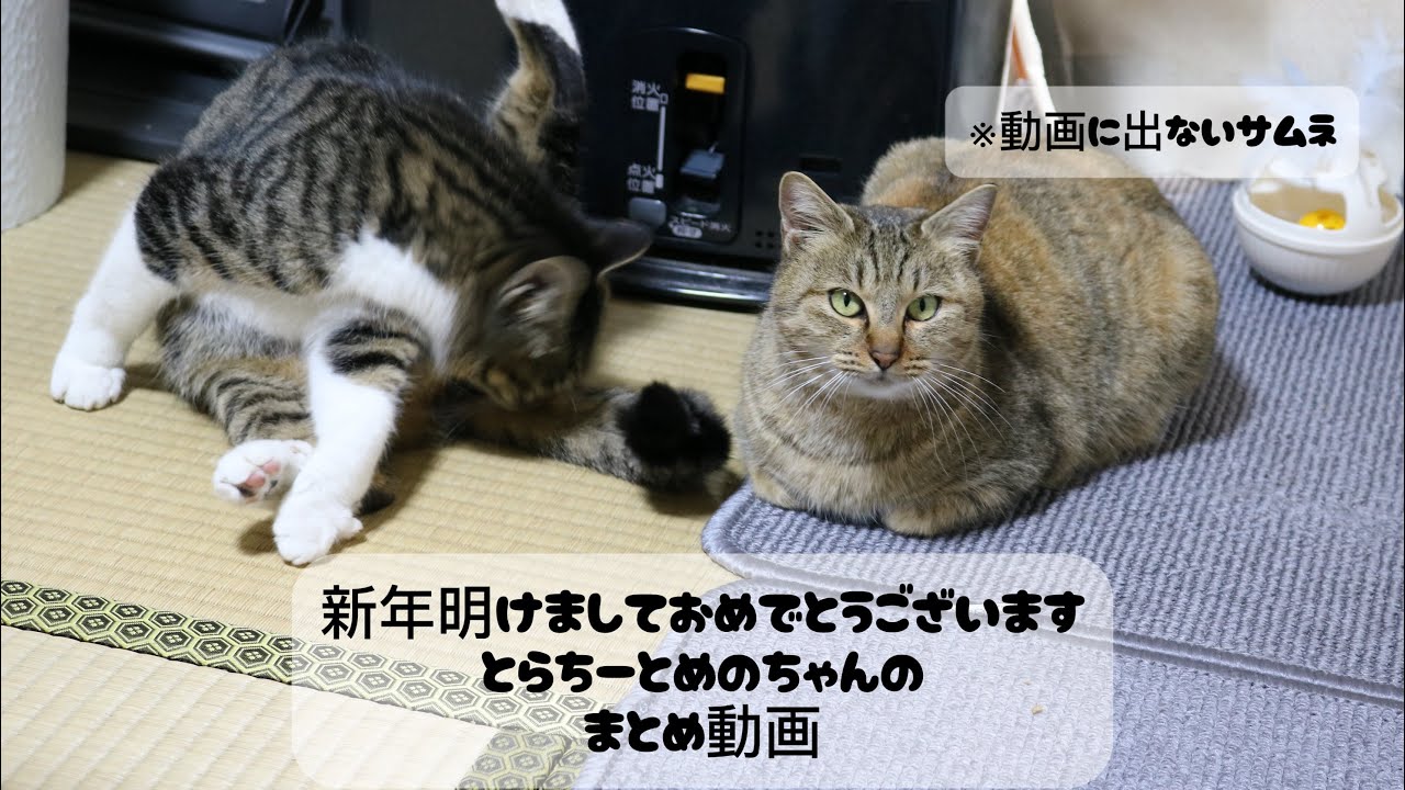 とらちーとの出会いとめのちゃん登場まとめ