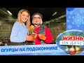 Огурцы в феврале на подоконнике!