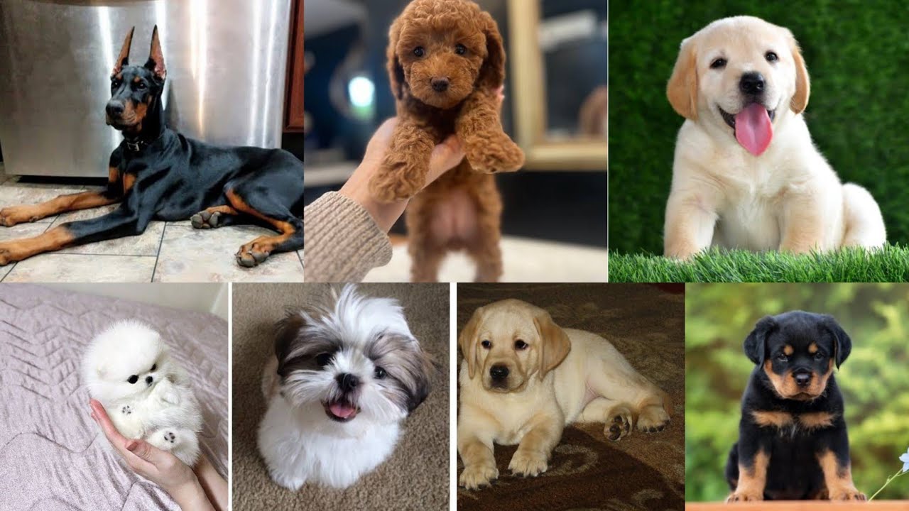 Dogs at Cheapest Price । Mumbai, Pune, Nagpur । All Over Maharashtra