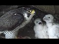 Peregrine falcon growth record『隼が育って行く記録映像』