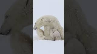 Polar Bear Cubs Snuggle with Mom for Warmth!