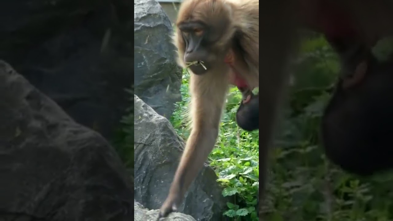 #Ape