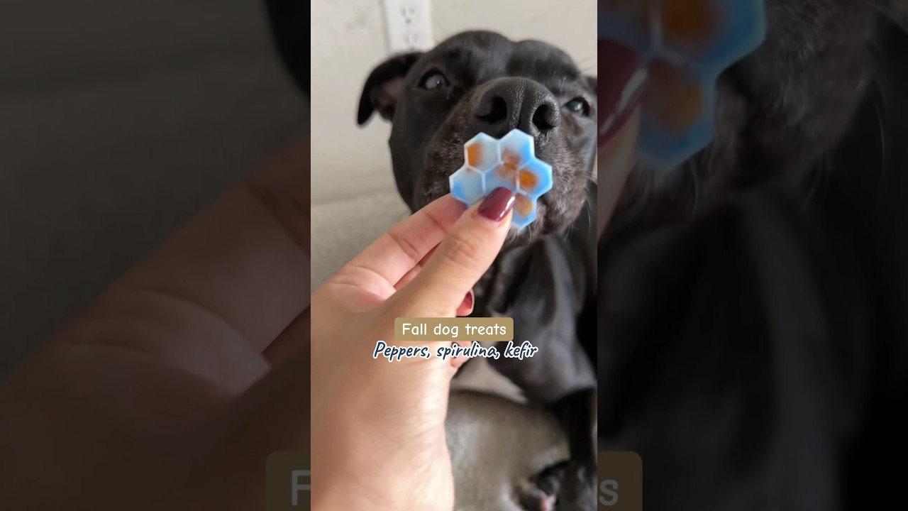 Fall frozen dog treat recipe with bell peppers, spirulina and kefir