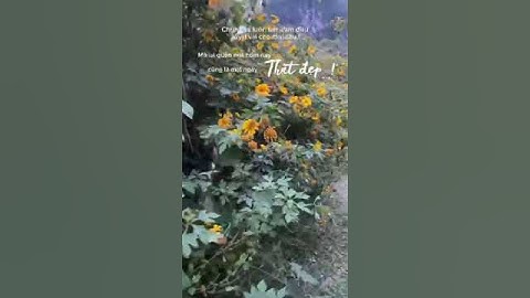 Ngắm hoa dã quỳ - Hạ Lang