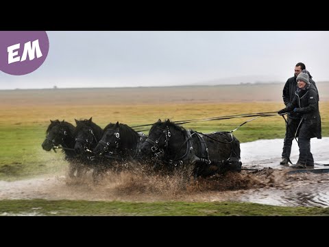 Video: American Shetland Horse Irk Hipoalerjenik, Sağlık Ve Ömür