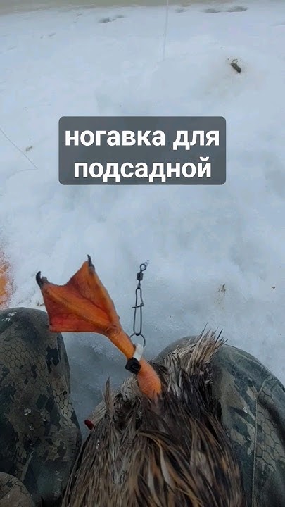 Ногавка подсадной #охота #весна #утки #сибирь #тайга #ногавка # ...