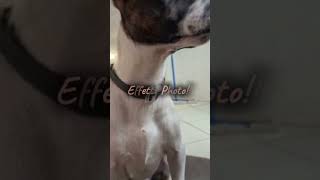 #effetto #photo #videoshort #shorts #short #doglover #dogs #dog #photography #photos #love #doglife