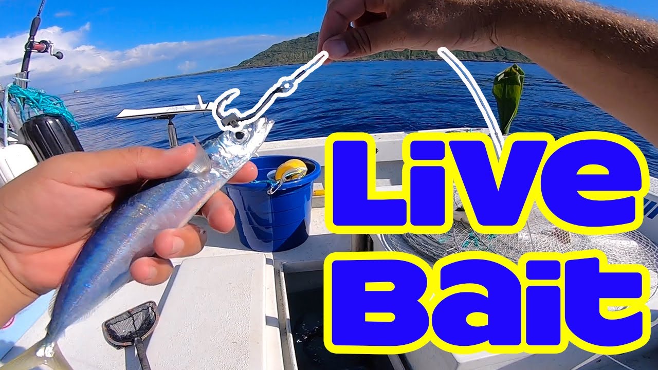 Live Bait Fishing in Hawaii, Vertical Jigging, Fishing in Hawaii, Hawaii  Fishing
