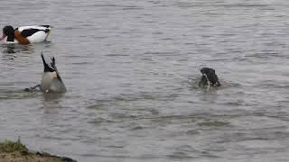 Different feeding styles of different species duck - dabbling ducks and diving ducks