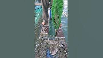 Thông báo các huynh đệ mùa cá dìa đã đến rồi