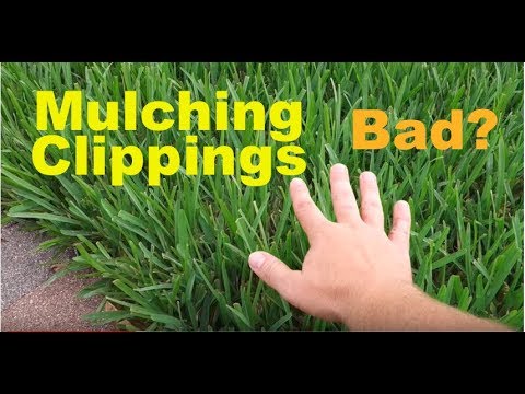 Does Mulching Clippings Cause Thatch Buildup In Lawns?