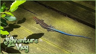 The Wiggling Blue Tail of the Five Lined Skink!! || Island Adventure Vlog