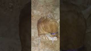 My Cute Cats Like To Sleep In Here ...