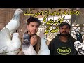 H-9 Sunday Birds Market Biggest Offer On Pegion In 2025 | Shahzain Animal vlogs