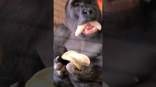 The Ultimate Way To Eat A Banana! #Gorilla #Eating #Asmr #Satisfying