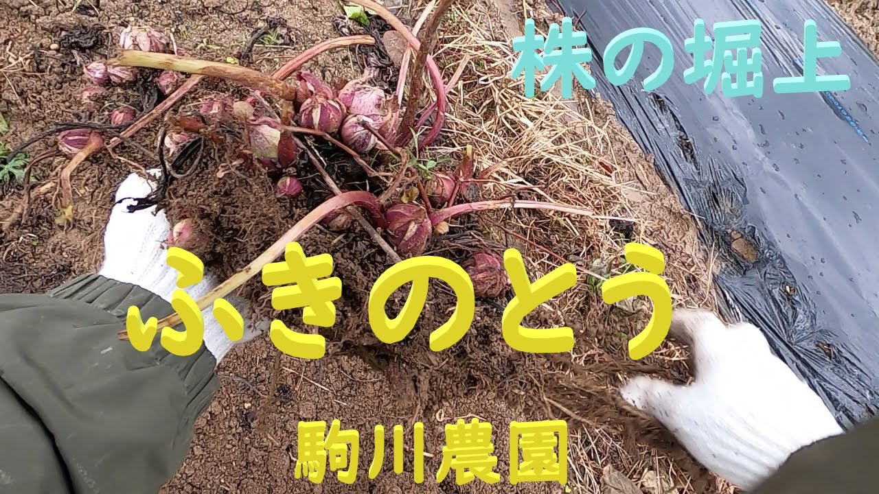 ふきのとう 株の堀上 ふきのとう栽培 目指せ100品目 邑南町 駒川農園