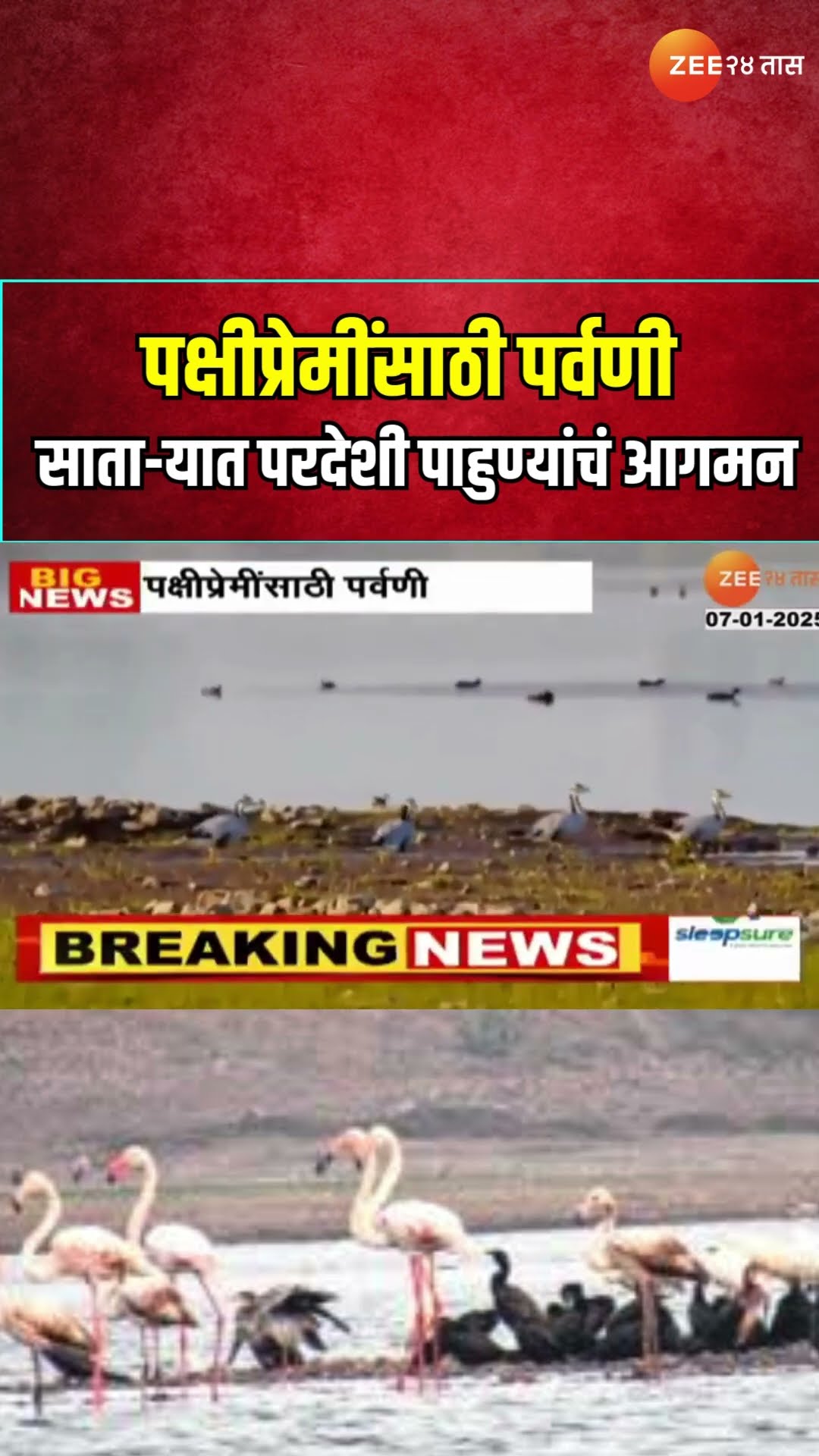 Satara | पक्षीप्रेमींसाठी पर्वणी ; साता-यात परदेशी पाहुण्यांचं आगमन