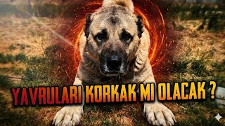 FAÇA MAMBA YAVRULARI KORKAK MI CESARETLİ Mİ OLACAK GÖRECEĞİZ 