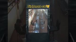 What Happens If A Bad Dream, This Cat Fell Because Of A Bad Dream..