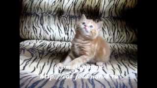 Мартин, кот, скоттиш-страйт, окрас красный мраморный. Мартин, кот, скоттиш-страйт, окрас красный мраморный.