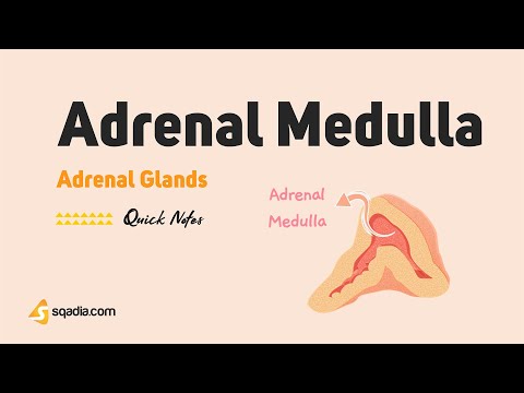 Decoding The Adrenal Gland: Understanding Its Vital Sections