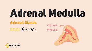 Adrenal Glands | Adrenal Medulla