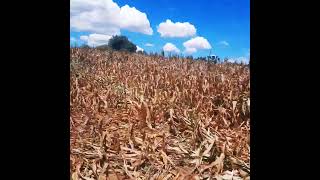 day 2 of harvest in the 47degree heat #philippines #farming #ourfarmlife  #provincelife