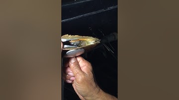 Cultured South Sea Pearls Operation LOMBOK PEARL FARM