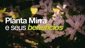 Como é feito o óleo de mirra?