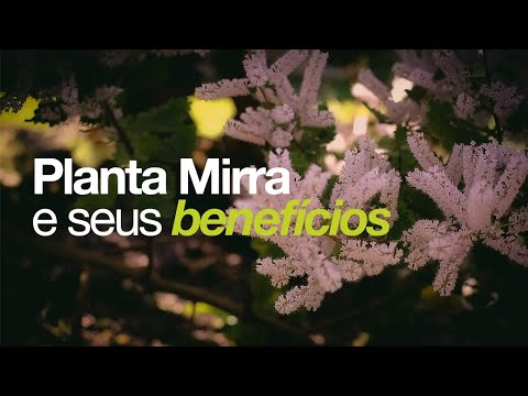 Conheça a linda planta MIRRA e seus benefícios