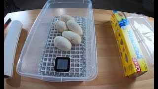 VLOG #12 - 1st BALL PYTHON EGG CLUTCH OF 2021!