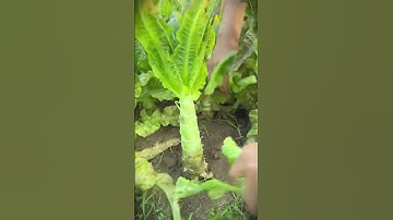 Super sharp! The perfect smart tool for harvesting lettuce #shorts