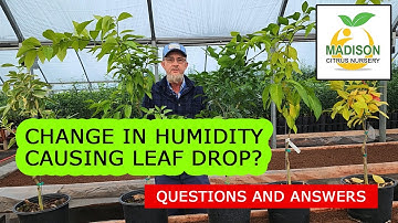 What Causes Citrus Trees To Drop Leaves In Winter? Lemon, Lime & More!