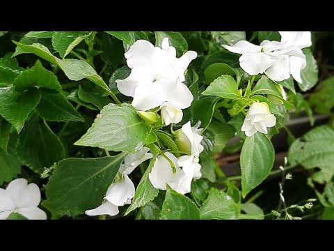 Бальзамин белый расцвёл на мусорной грядке. - YouTube