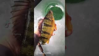 Ice fishing Lake Simcoe Jumbo Perch. When to go and what lures to buy link. #shorts #fishing