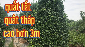 quất tháp giáng thông cây cao hơn 3m . giá quất tháp xin lh... quất tết 2022