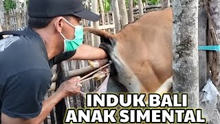 Perjuangan Membantu Sapi Melahirkan (Distokia)