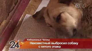 В Набережных Челнах неизвестный сбросил собаку с пятого этажа В Набережных Челнах неизвестный сбросил собаку с пятого этажа