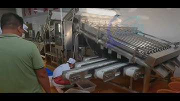 seafood processing, automatic shrimp sorting machine, automatic shrimp grader, #seafoodprocessing