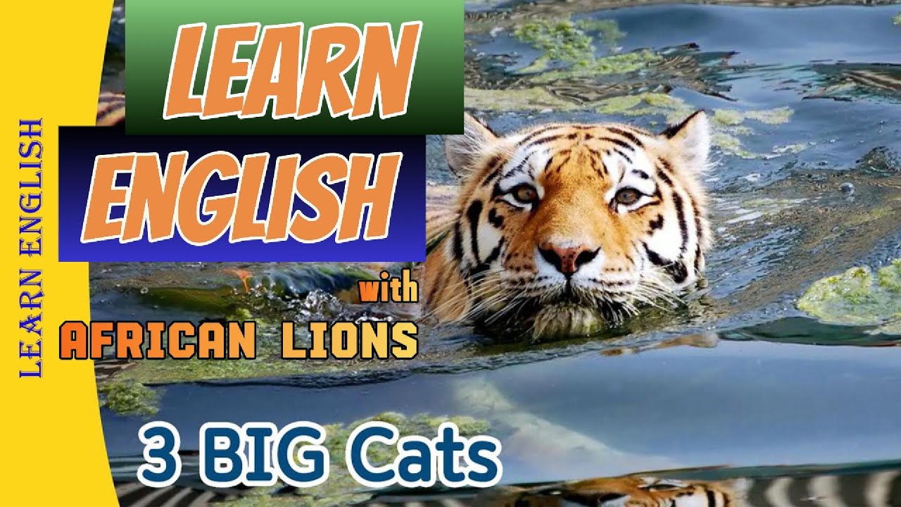 LEARN ENGLISH with AFRICAN LIONS | IMPROVE LISTENING AND SPEAKING skill ...