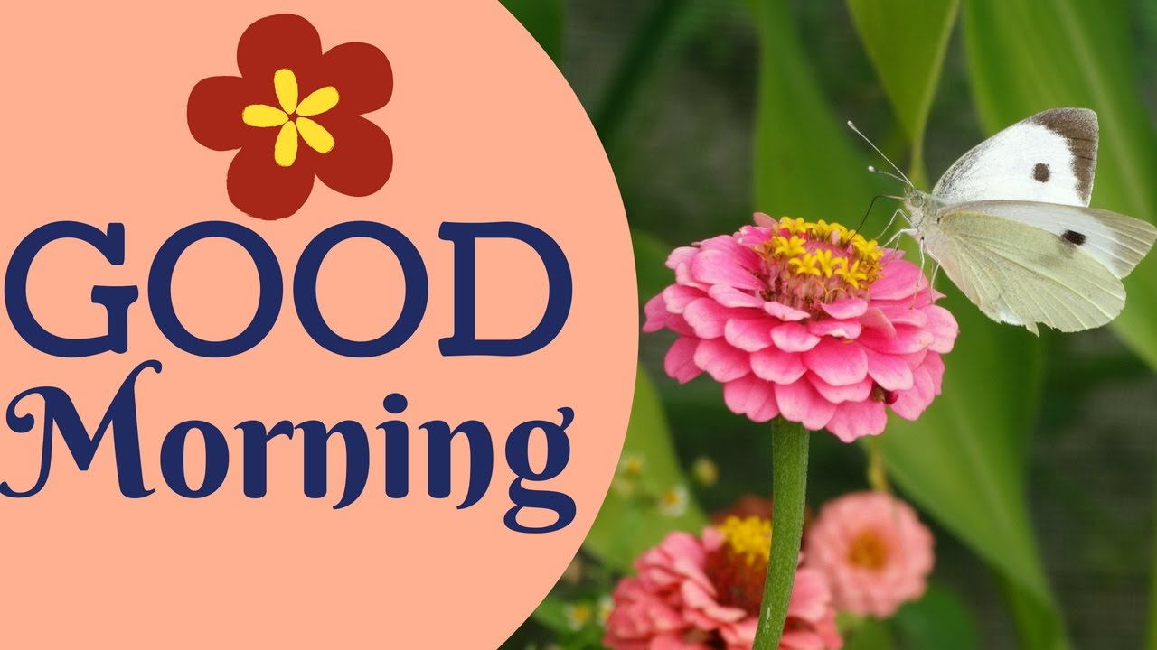 Good Morning With Beautiful Flowers 2017 - YouTube