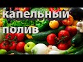 Капельный полив на даче.