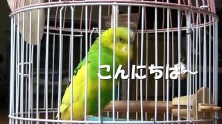 おしゃべりインコ　Talking Budgie No.2