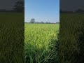 nutrisi padi