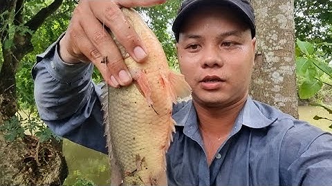 Tập 14 - Kỷ Lục Mới.. Chinh Phục Cá Rô Khủng Ở Gốc Cây Gáo Lớn | Câu Cá Rô Đồng