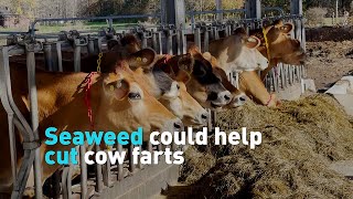 Seaweed could help cut cow farts