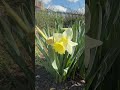 Нарциси #nature #spring #flowers #beautiful #garden