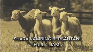 suara kambing bersautan 1 jam