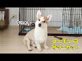 これがノエさんのサマーカット