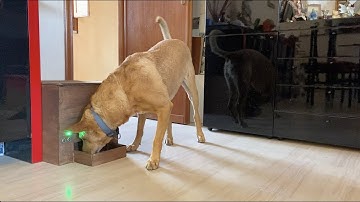 CirEat: A Smart Pet Food Dispenser with Arduino